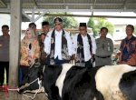 Wamentan Harap Pasuruan Tingkatkan Populasi Sapi Perah lewat KUD