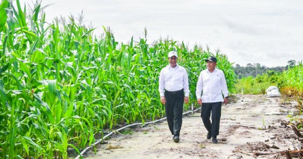 Mentan Amran Bantah Food Estate Gunakan Pot