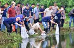 8.000 Bibit Ikan Nila Ditebar di Kampus Biru Unismuh