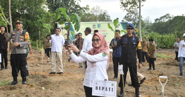 Pemda Luwu Utara Target 300 Hektar Lahan Untuk Ditanam Pisang Cavendish 