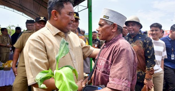 Petani di Lutim Dapat Bantuan Bibit Pisang Cavendish dari Pemprov Sulsel 