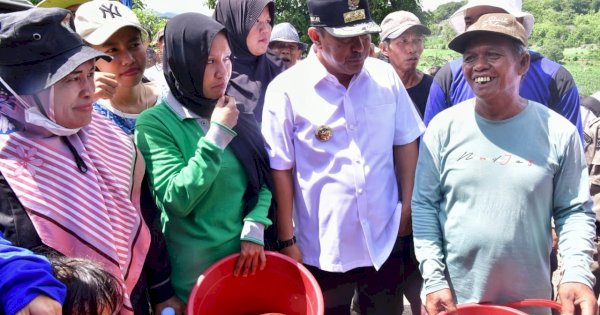 Kreativitas Petani Desa Buae Sidrap, Tanam Pisang Cavendish Tumpang Sari dengan Kacang Tanah