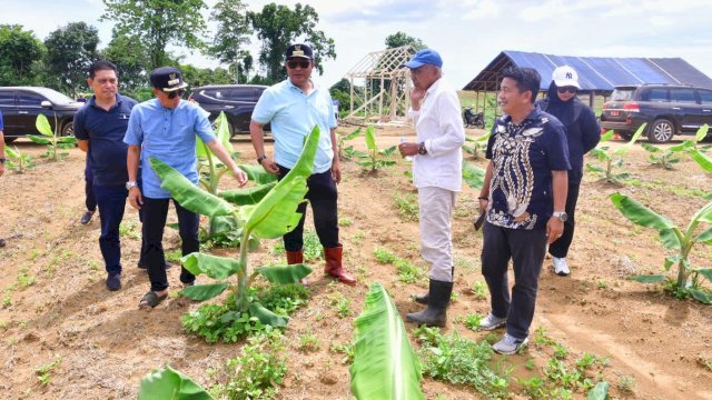 Pisang Cavendish yang Ditanam di Bone Sudah Setinggi Pinggang Orang Dewasa