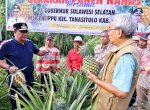 Desa Palippu Wajo Jadi Percontohan Pengembangan Nanas di Sulsel, Produksi 10 Ribu Buah Per Hektare