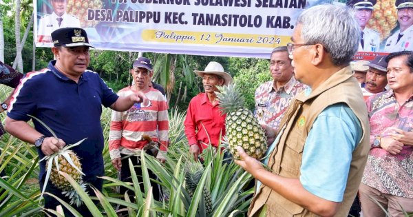 Desa Palippu Wajo Jadi Percontohan Pengembangan Nanas di Sulsel, Produksi 10 Ribu Buah Per Hektare