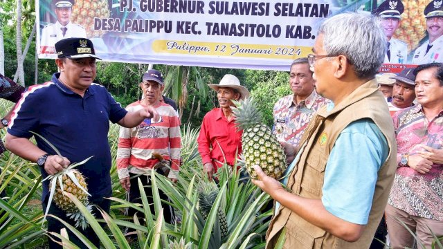 Desa Palippu Wajo Jadi Percontohan Pengembangan Nanas di Sulsel, Produksi 10 Ribu Buah Per Hektare