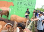 Tingkatkan Produksi, Inseminasi Buatan Jadi Harapan Baru Peternak Bulukumba 