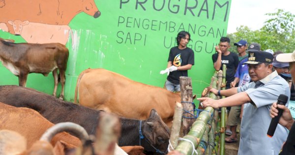 Tingkatkan Produksi, Inseminasi Buatan Jadi Harapan Baru Peternak Bulukumba 