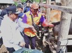 Miliki Populasi Sapi Tertinggi Kedua di Sulsel, Wajo Genjot Inseminasi Buatan