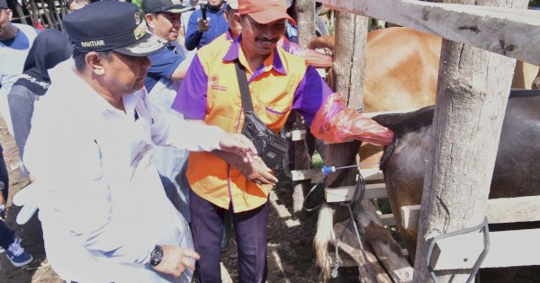 Miliki Populasi Sapi Tertinggi Kedua di Sulsel, Wajo Genjot Inseminasi Buatan