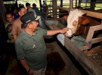 Bahtiar Baharuddin Serius Tingkatkan Produksi Ternak, Inseminasi Buatan Juga Dilakukan di Sidrap dan Barru