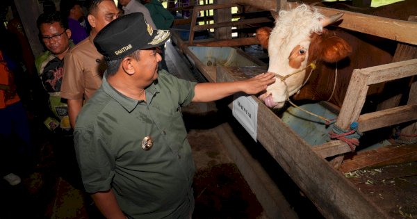 Bahtiar Baharuddin Serius Tingkatkan Produksi Ternak, Inseminasi Buatan Juga Dilakukan di Sidrap dan Barru