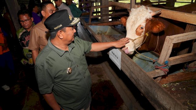 Bahtiar Baharuddin Serius Tingkatkan Produksi Ternak, Inseminasi Buatan Juga Dilakukan di Sidrap dan Barru