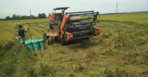 Gelar Panen Raya, Kabupaten Maros Siap Banjiri Beras Pasar Nasional