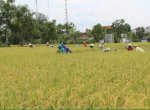 Dari Ngawi, Petani Segera Banjiri Kebutuhan Beras Nasional