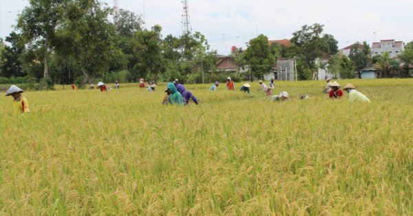 Dari Ngawi, Petani Segera Banjiri Kebutuhan Beras Nasional