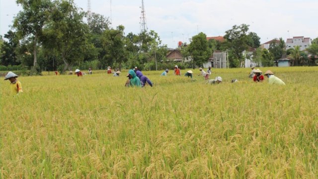 Dari Ngawi, Petani Segera Banjiri Kebutuhan Beras Nasional