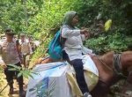 TPS Terletak di Pelosok dan Dataran Tinggi, Distribusi Logistik Pemilu Gunakan Kuda 