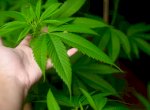 Jerman Masuk ke Negara Yang Legalkan Ganja 