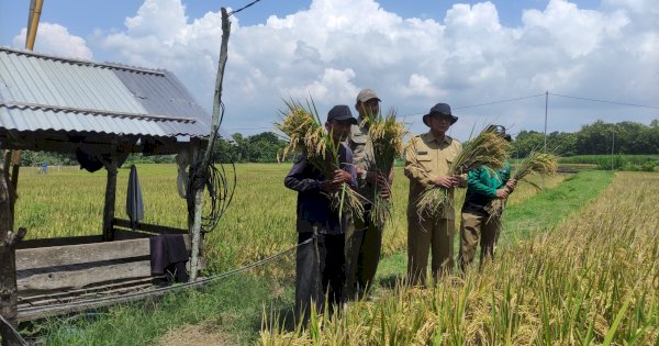 Memasuki Musim Panen, Harga Gabah dan Beras di Berbagai Wilayah Mulai Turun