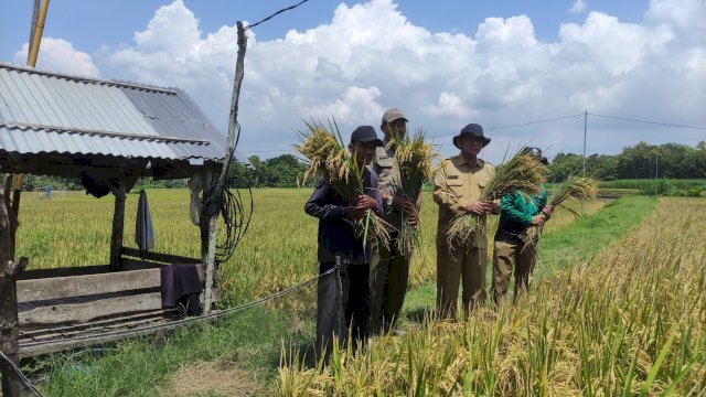 Memasuki Musim Panen, Harga Gabah dan Beras di Berbagai Wilayah Mulai Turun