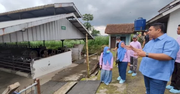 Dinas Pertanian dan Ketahanan Pangan Belajar Pengembangan Sapi Perah di Cikole