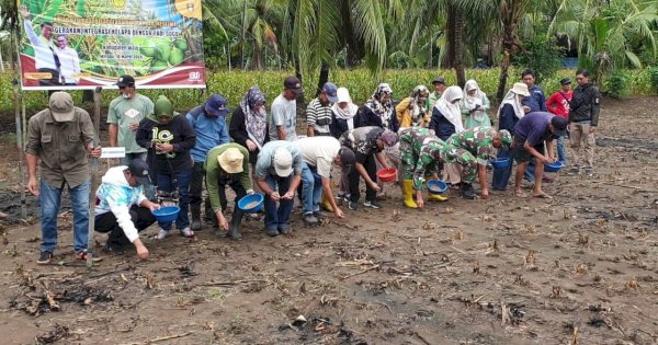 Kementan Cek Penanaman Padi Gogo Tumpang Sari Kelapa di Wajo