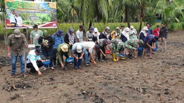 Kementan Cek Penanaman Padi Gogo Tumpang Sari Kelapa di Wajo