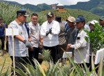 Tanam Sekaligus Panen Nanas di Barru, Pj Gubernur Sulsel Dorong Produksi Hingga 1.000 Hektare