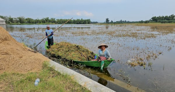 Ini Solusi Darurat Kementan Atasi Dampak Banjir di Pati Jawa Tengah