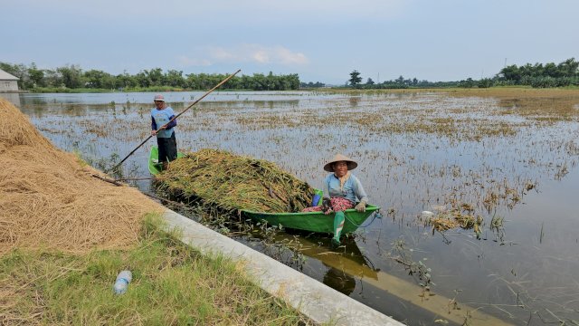 Ini Solusi Darurat Kementan Atasi Dampak Banjir di Pati Jawa Tengah