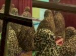 Viral, Ibu-ibu Kompak Gunakan Mukena Motif Macan Tutul 