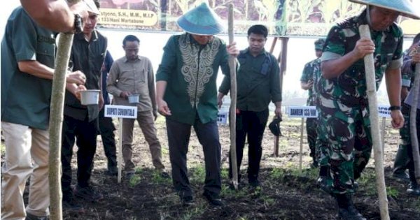 Lahan Secaba di Gorontalo Ditanami Varietas Pertiwi, Upaya Atasi Krisis Pangan