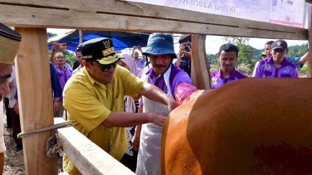 Inovasi Peternakan Bone, Inseminasi Buatan Dikuatkan dengan Ketersediaan Pakan