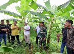 Penampakan Pisang Cavendish Yang Ditanam Warga di Dua Kbupaten Telah Berbuah