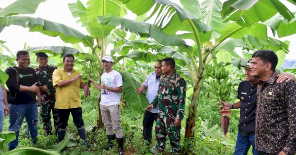 Penampakan Pisang Cavendish Yang Ditanam Warga di Dua Kbupaten Telah Berbuah