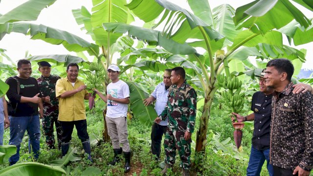 Penampakan Pisang Cavendish Yang Ditanam Warga di Dua Kbupaten Telah Berbuah