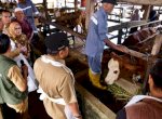 45 Sapi Lokal Maros Diinseminasi Gunakan Sperma Simental dan Limosine demi Tingkatkan Populasi