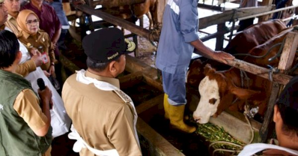 45 Sapi Lokal Maros Diinseminasi Gunakan Sperma Simental dan Limosine demi Tingkatkan Populasi