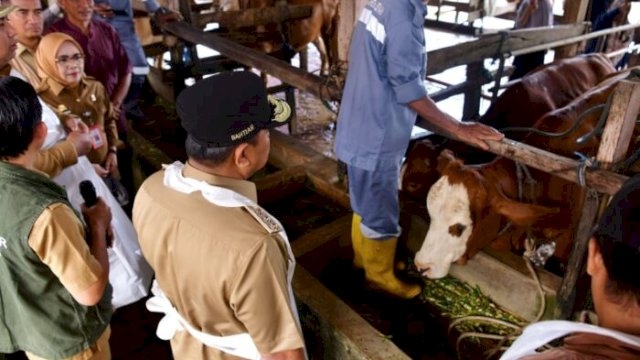 45 Sapi Lokal Maros Diinseminasi Gunakan Sperma Simental dan Limosine demi Tingkatkan Populasi