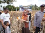 Panen Perdana Jagung Demplot Bio Boost di Desa Toradda, Bupati Indah Dorong Petani Gunakan Pupuk Organik