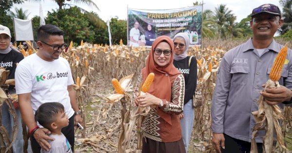 Panen Perdana Jagung Demplot Bio Boost di Desa Toradda, Bupati Indah Dorong Petani Gunakan Pupuk Organik