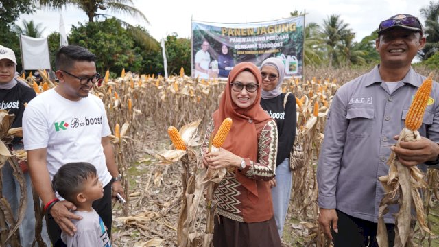 Panen Perdana Jagung Demplot Bio Boost di Desa Toradda, Bupati Indah Dorong Petani Gunakan Pupuk Organik