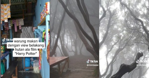 Viral Warung Suguhkan Pemandangan Hutan Bak di Film Harry Potter 