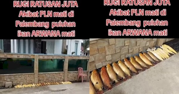 Viral Puluhan Ikan Arwana Mati di Palembang Imbas Listrik Padam, Rugi Ratusan Juta 