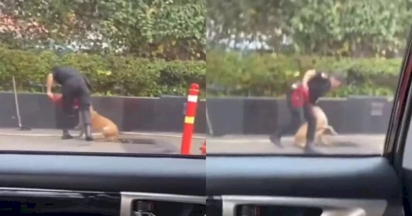 Video Anjing Penjaga Dipukul Sekuriti Viral, Plaza Indonesia Minta Maaf