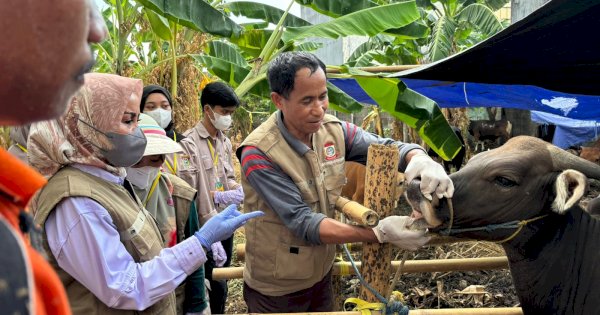 Jelang Idul Adha, DP2 Kota Makassar Periksa Kesehatan Ribuan Hewan Kurban