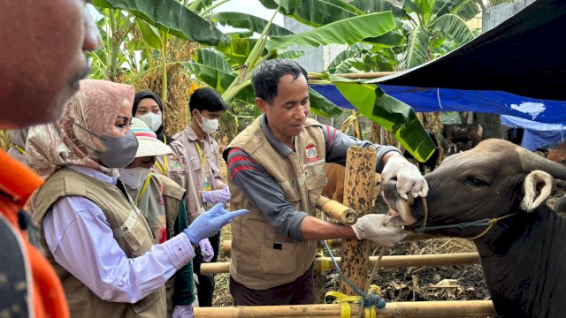 Jelang Idul Adha, DP2 Kota Makassar Periksa Kesehatan Ribuan Hewan Kurban