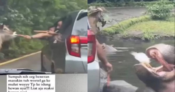 Beri Makan Sampah Plastik ke Kuda Nil, Pengunjung Taman Safari Ini Dikecam Netizen