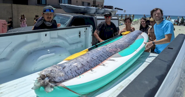 Misteri di Balik Kemunculan Ikan Kiamat di California: Tanda Bencana atau Kebetulan Alam?